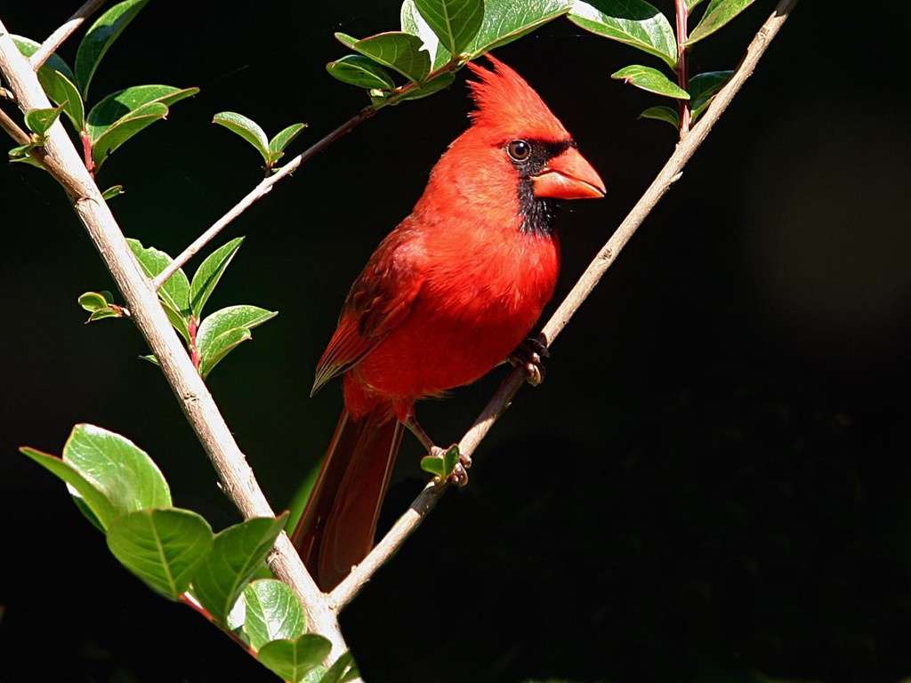 Male Cardinal HD Wallpaper