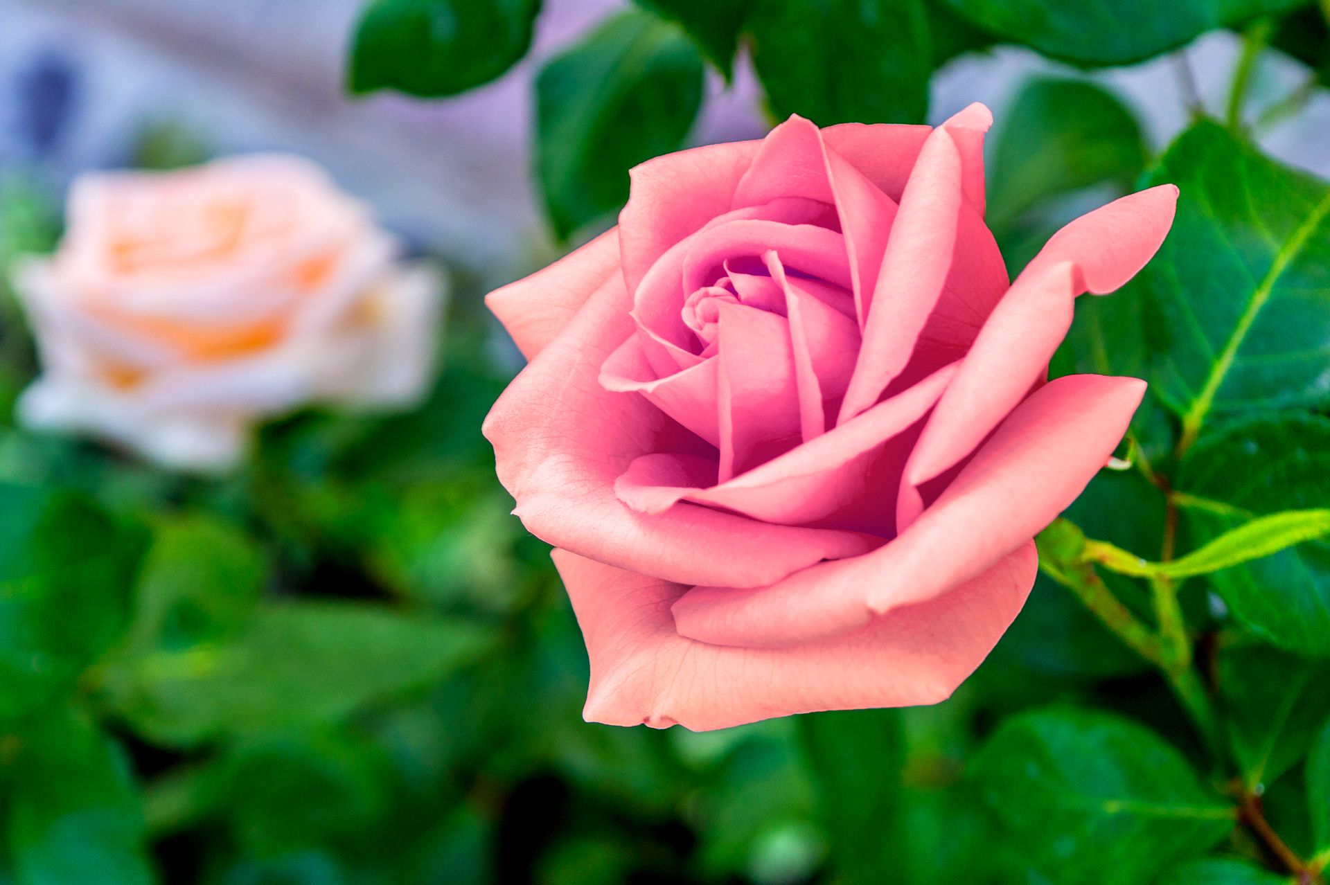 Pink Rose Background HD Wallpaper