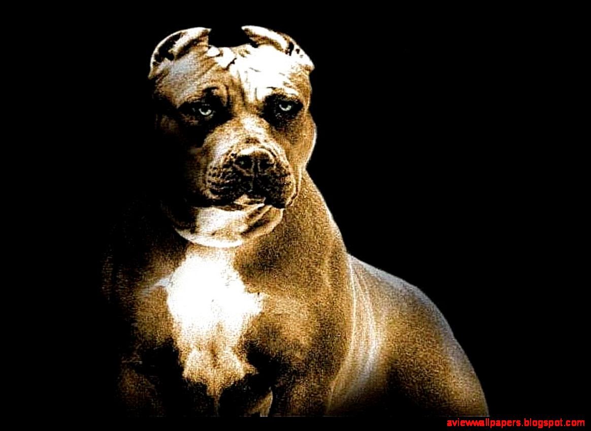 Pitbull Dog New Wallpaper Pictures