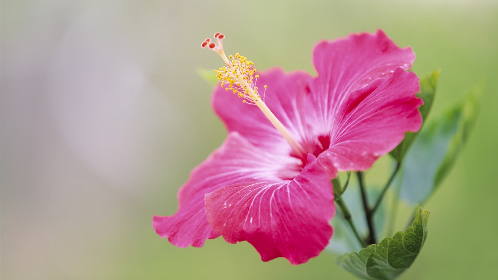 Japanese Hibiscus Wallpaper And Image