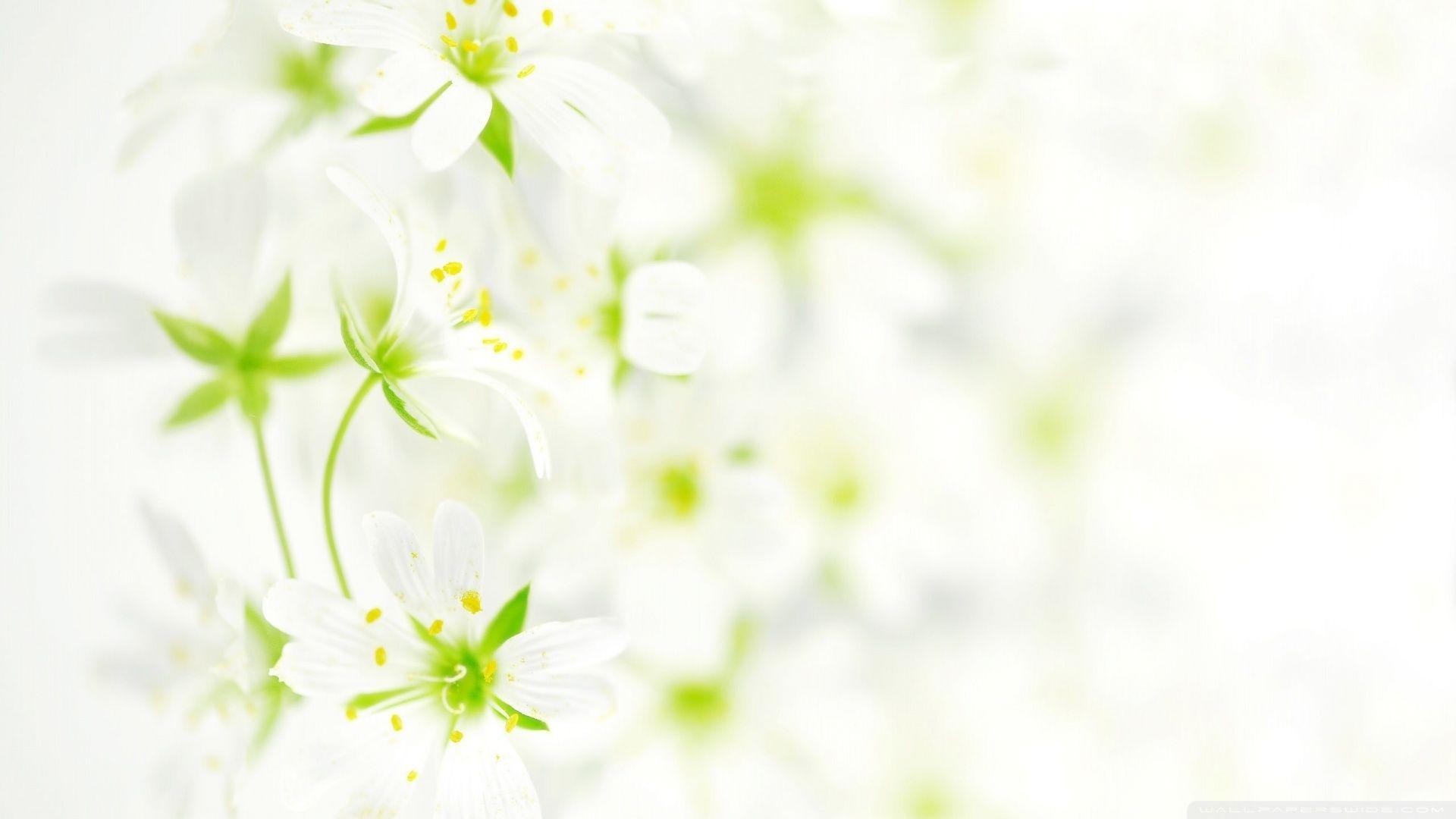 White Flower Wallpaper