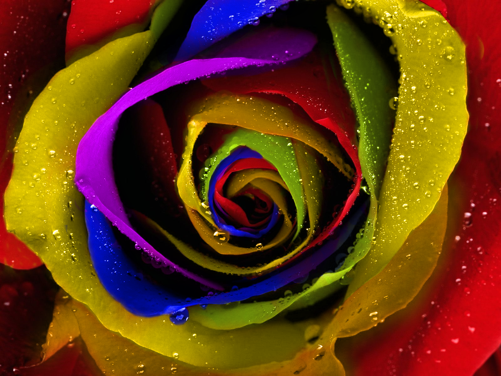 Rainbow Roses   Wallpaper High Definition High Quality Widescreen