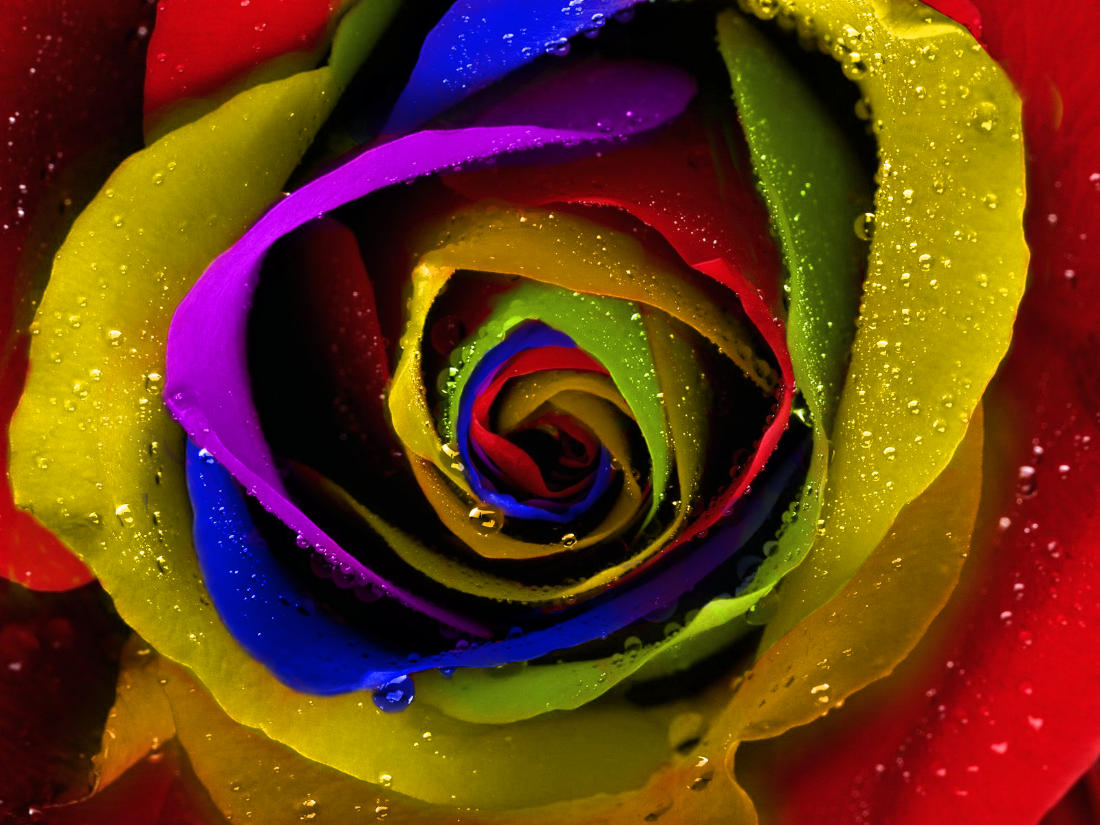 Rainbow Roses Wallpaper High Definition Quality Widescreen