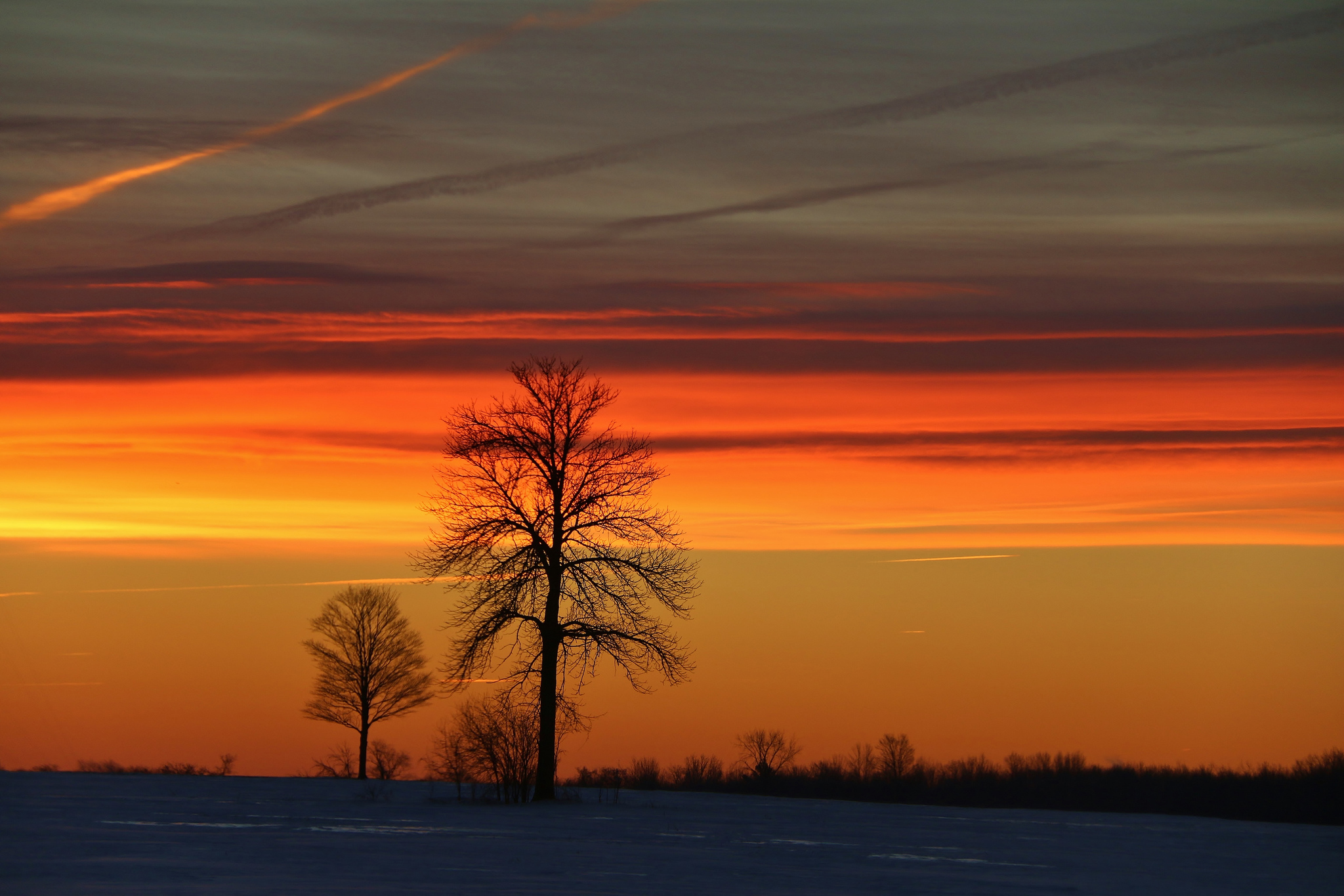 Trees Winter Morning Sunrise Wallpaper Landscapes