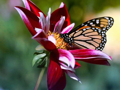 Flowers and Butterfly Screensaver