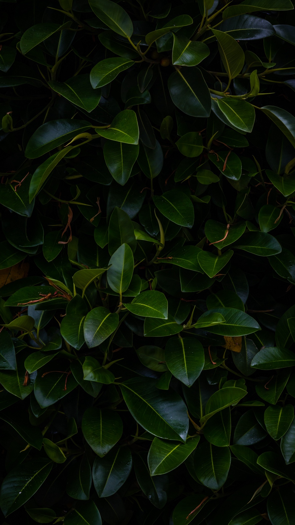 Wallpaper Leaves Plant Green Dark Branches 4k