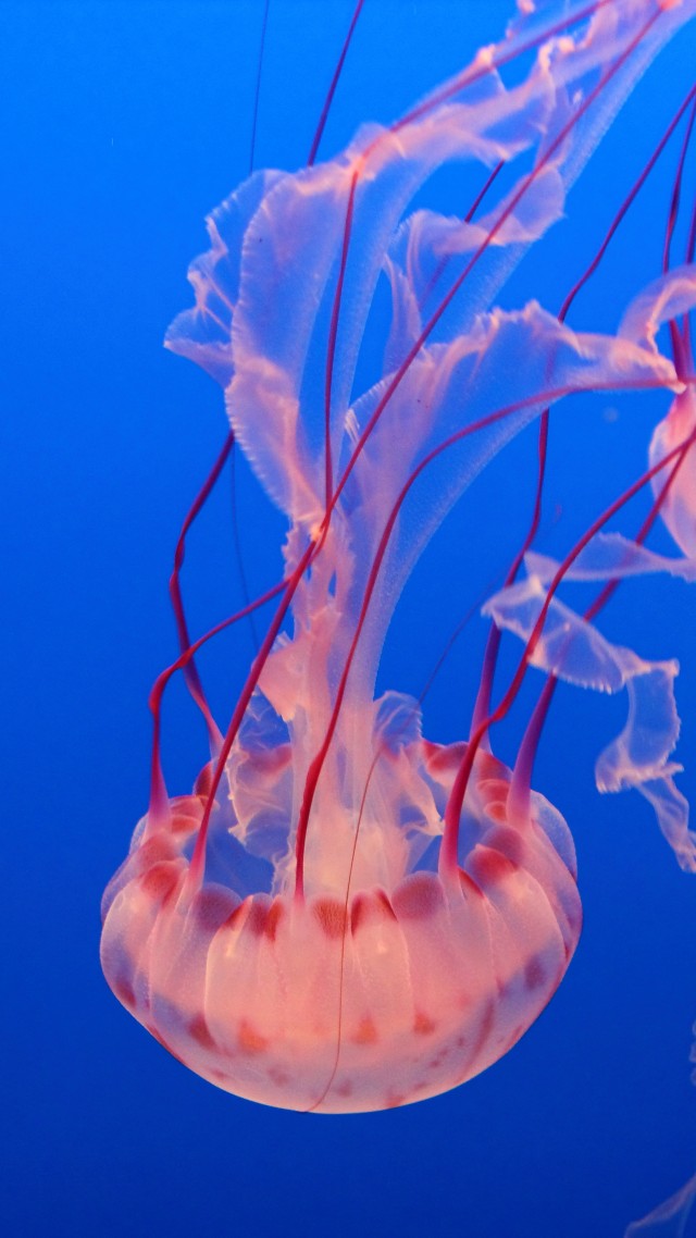 Wallpaper Pink Jellyfish Monterey Bay Aquarium Diving Tourism