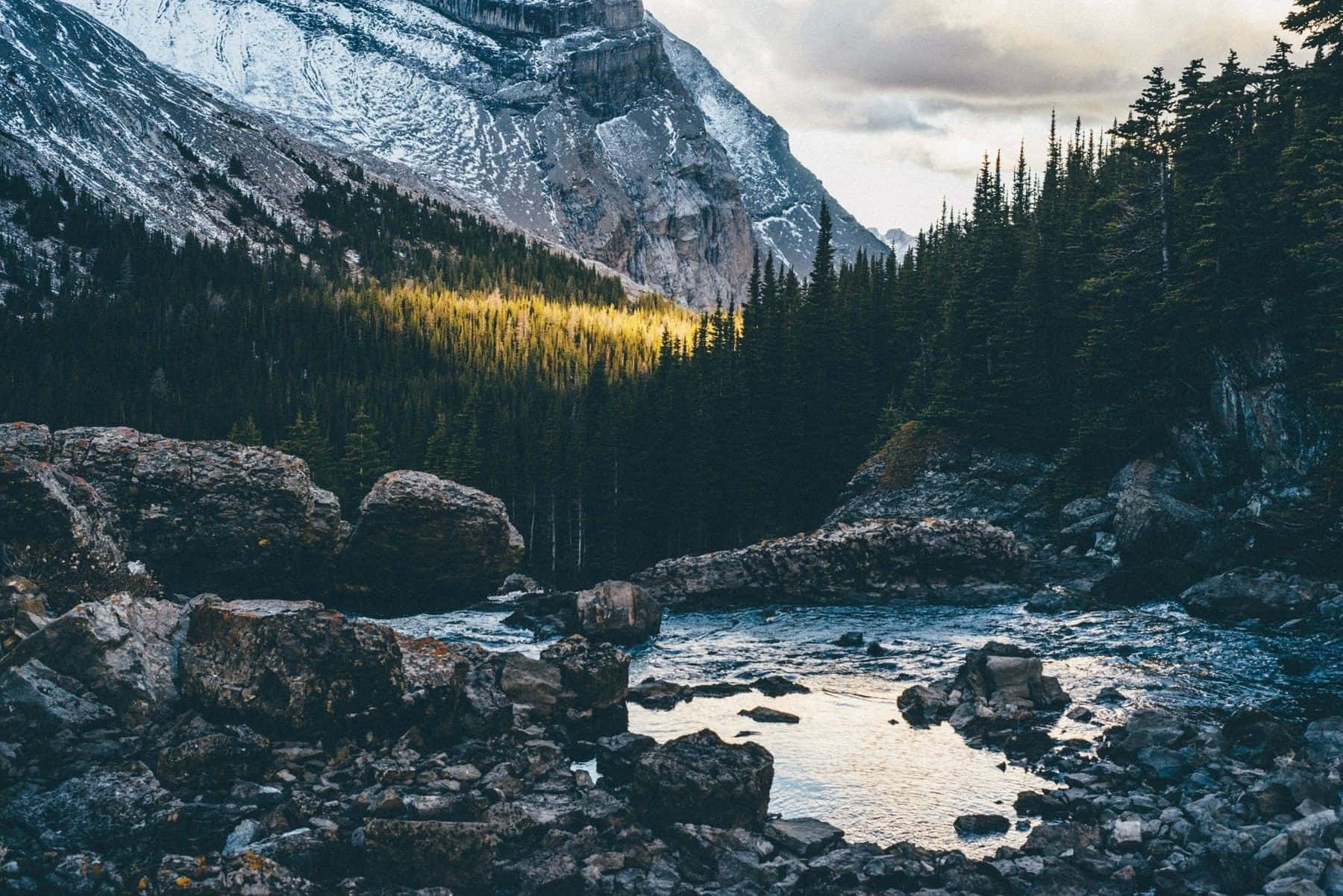 Aesthetic Nature Wallpaper