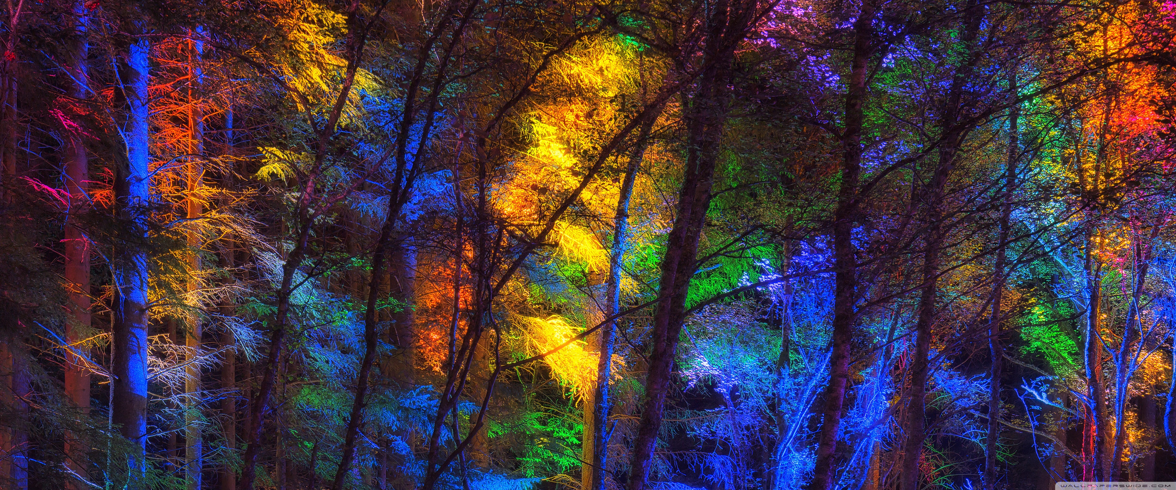 Colorful Forest Ultra HD Desktop Background Wallpaper For 4k UHD