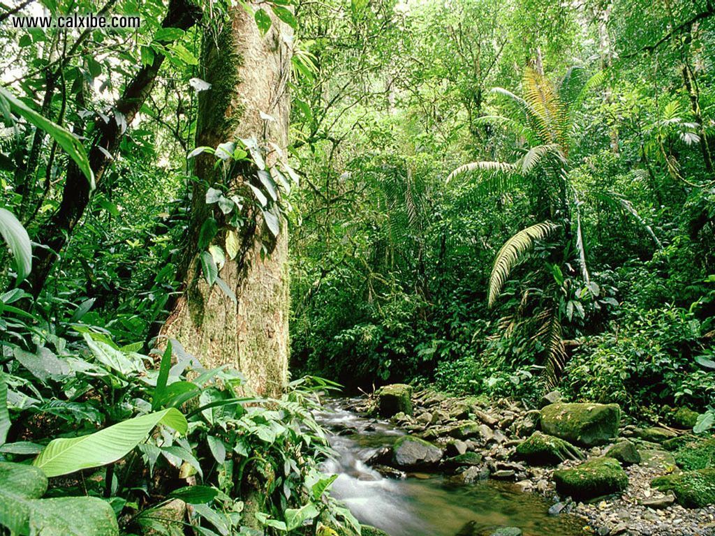 Tropical Forests Wallpaper