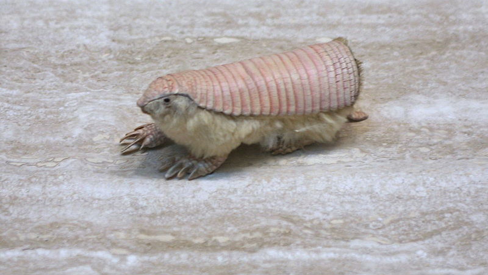 The Verge Review of Animals the pink fairy armadillo   The Verge