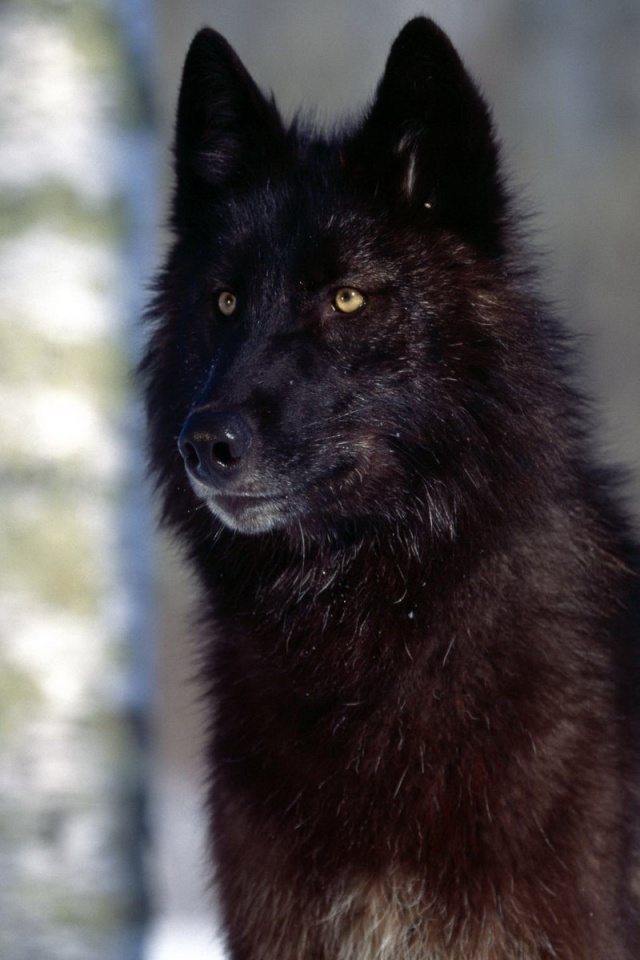 Black Wolf Jpg