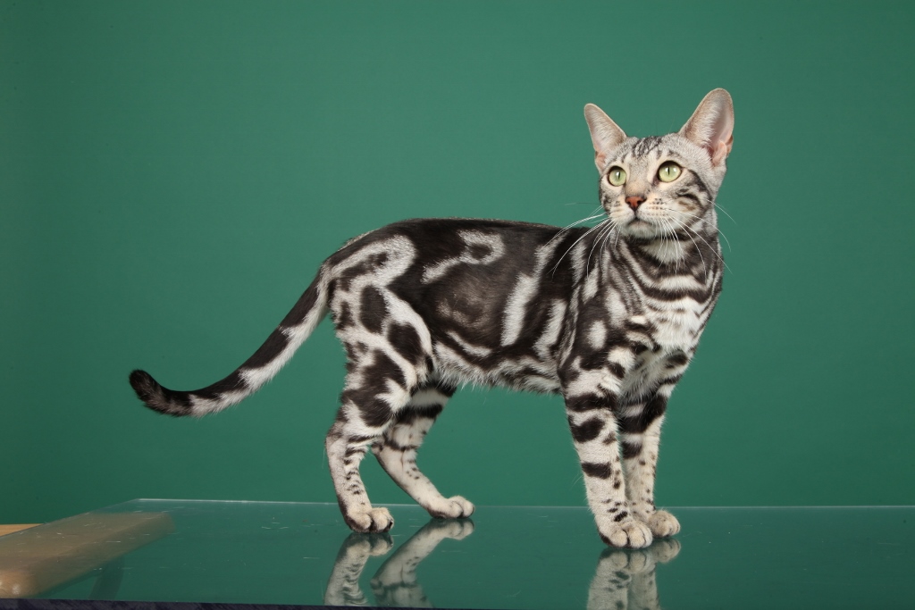 Marble Bengal Cat HD Wallpaper Background Image