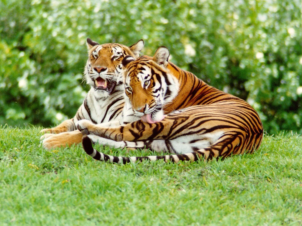 Tiger Wallpaper Tigers
