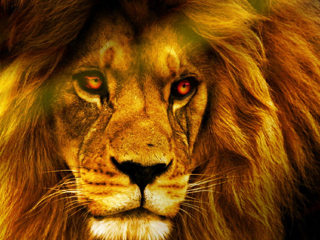 Heated Lion Wallpaper HD