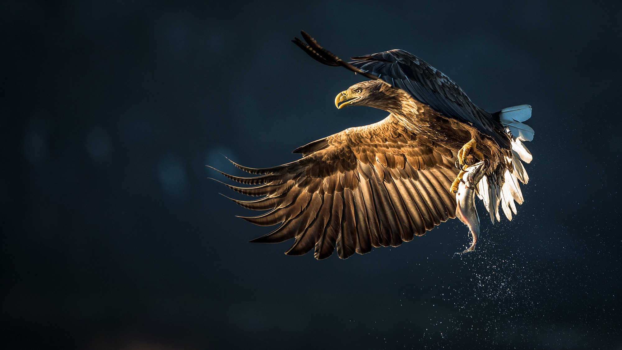 Flying Birds HD Wallpaper Animal Bird Image