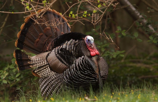 Spring Turkey Hunting Hunters Gear Up For