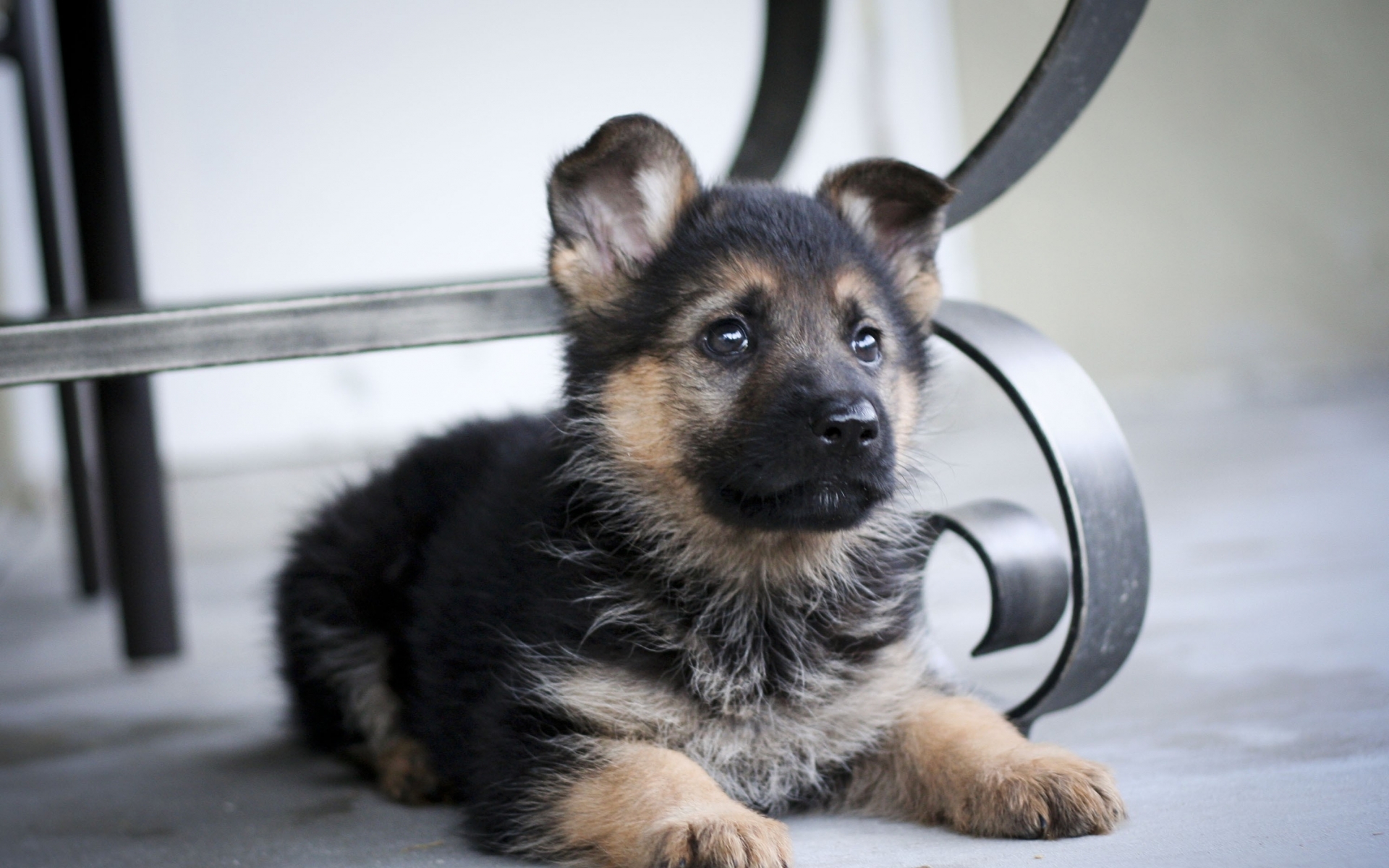  70 German Shepherd Dog Wallpapers WallpaperSafari