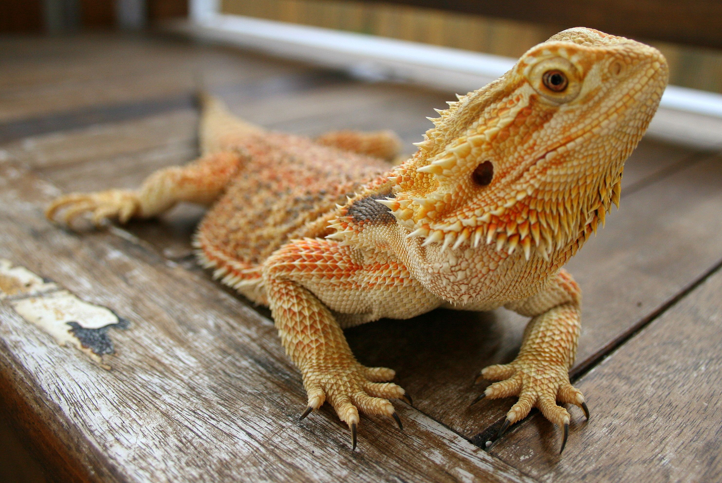 Free download Bearded Dragon HD Lizard Wallpapers Pinterest 2872x1616 for  your Desktop Mobile  Tablet  Explore 76 Bearded Dragon Wallpaper  Dragon  Wallpaper Dragon Wallpapers Free Dragon Wallpapers