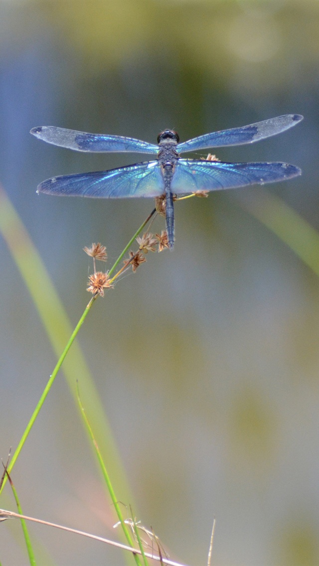 Insect Dragonfly iPhone X 3gs Wallpaper