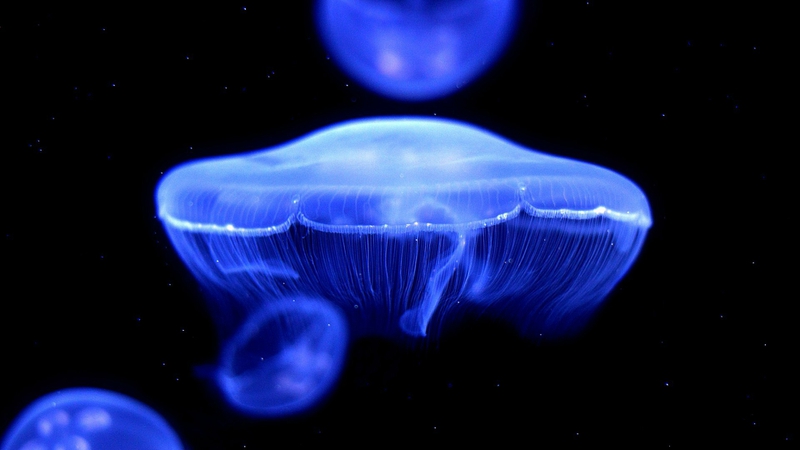 Jellyfish Wallpaper Nature Oceans HD Desktop