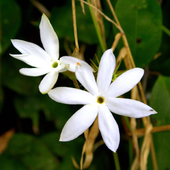 White Jasmine Flower Wallpaper HD