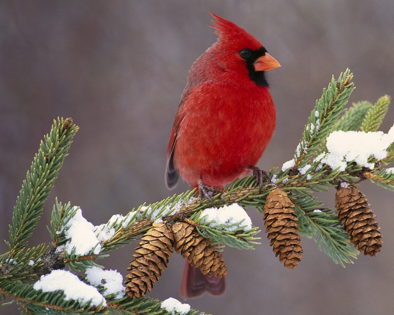 Cardinal Michigan Angry Birds Red Bird Wallpaper