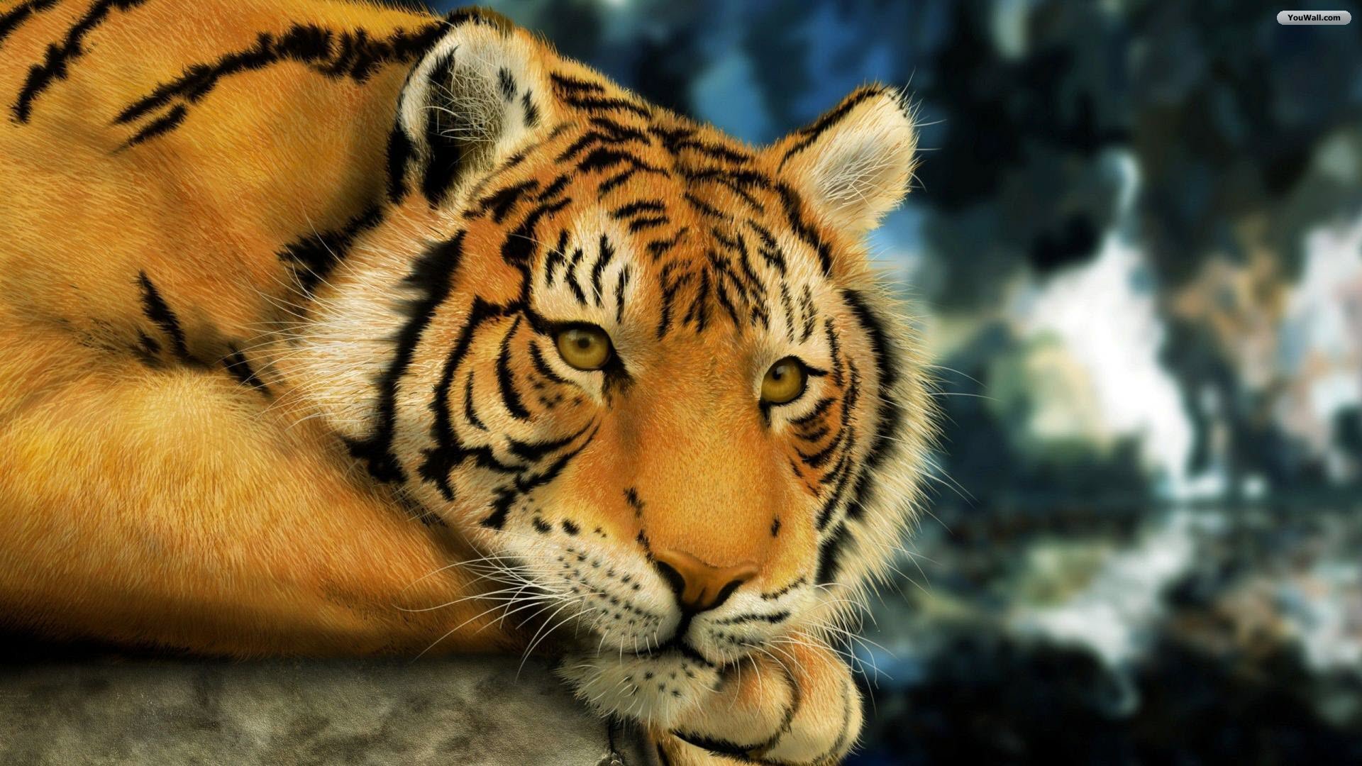 3d Wallpaper Tiger HD Background Desktop