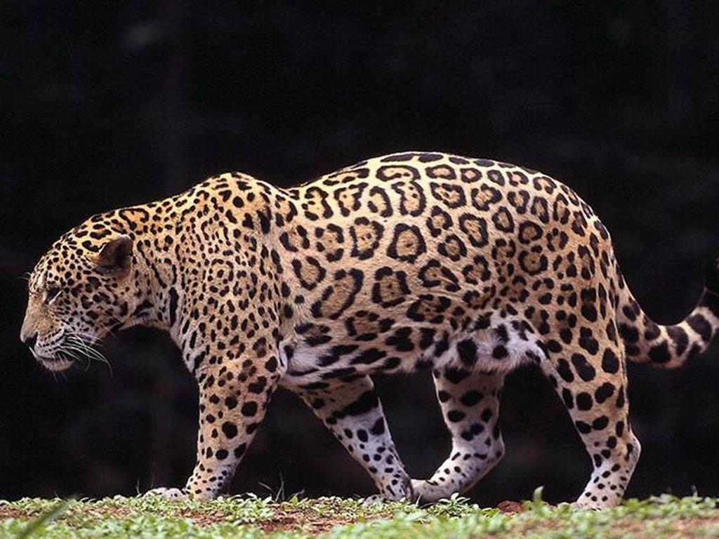 Animal Wallpaper Jaguar