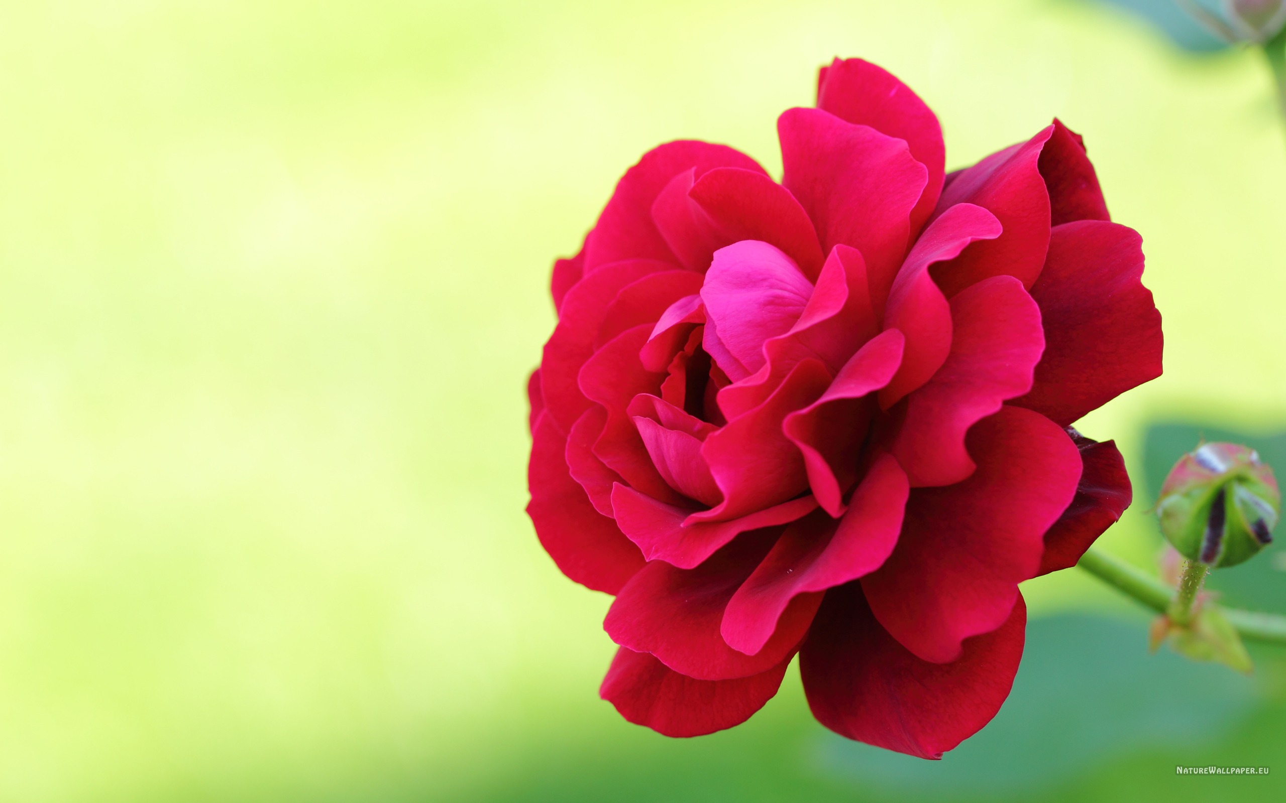 Rose High Definition Wallpaper