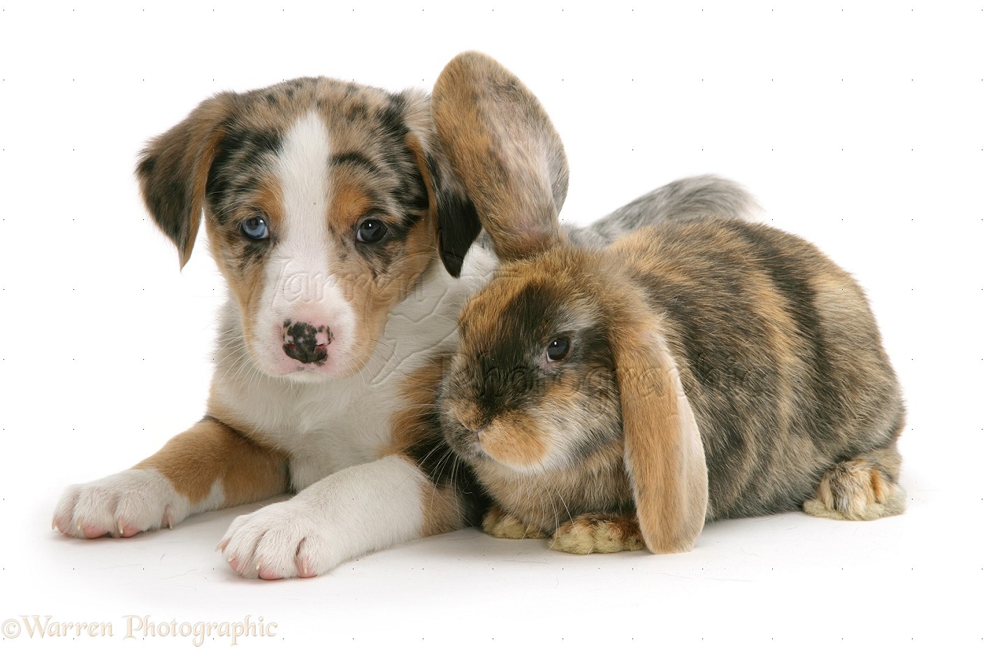Pets Border Collie puppy and rabbit photo   WP09488