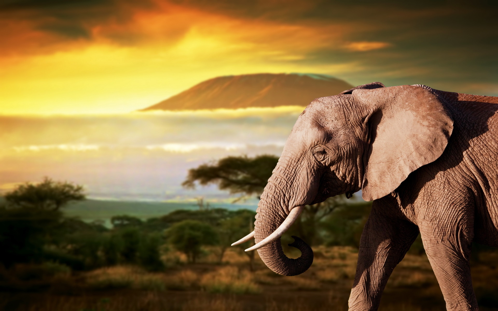 African Animals Wallpaper HD