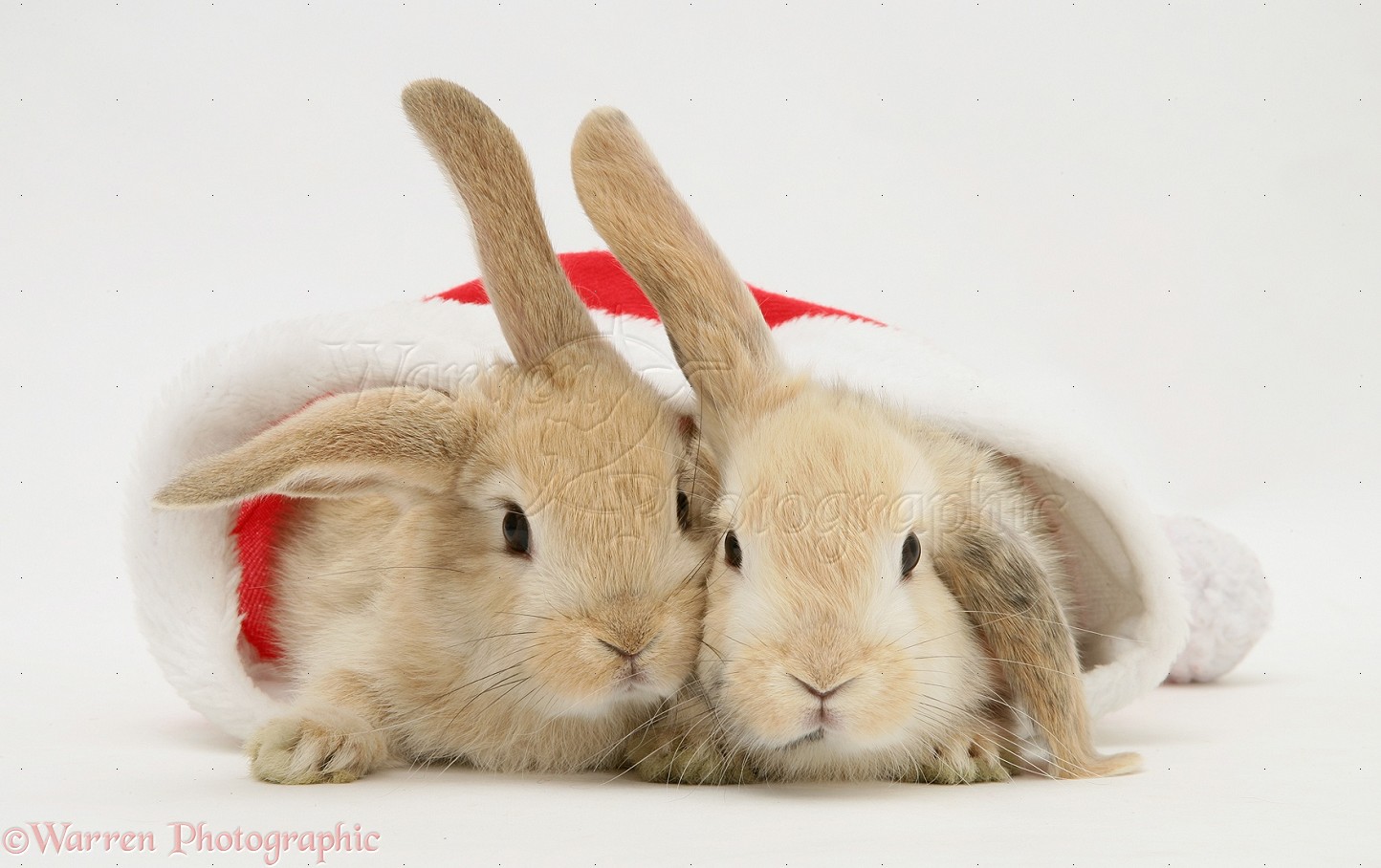 WP20513 Two sandy Lop rabbits in a Father Christmas hat