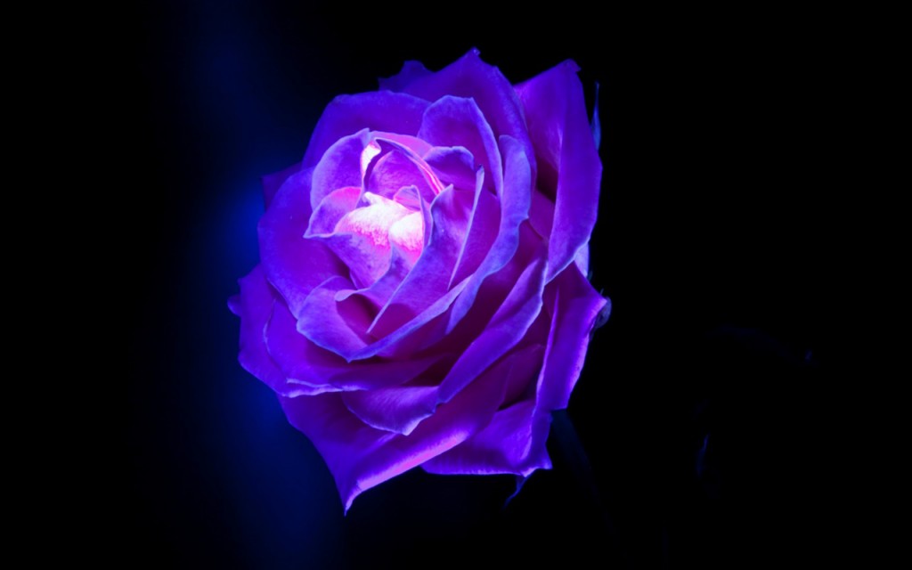 Purple Rose Flowers Pictures In High Definition Or Widescreen