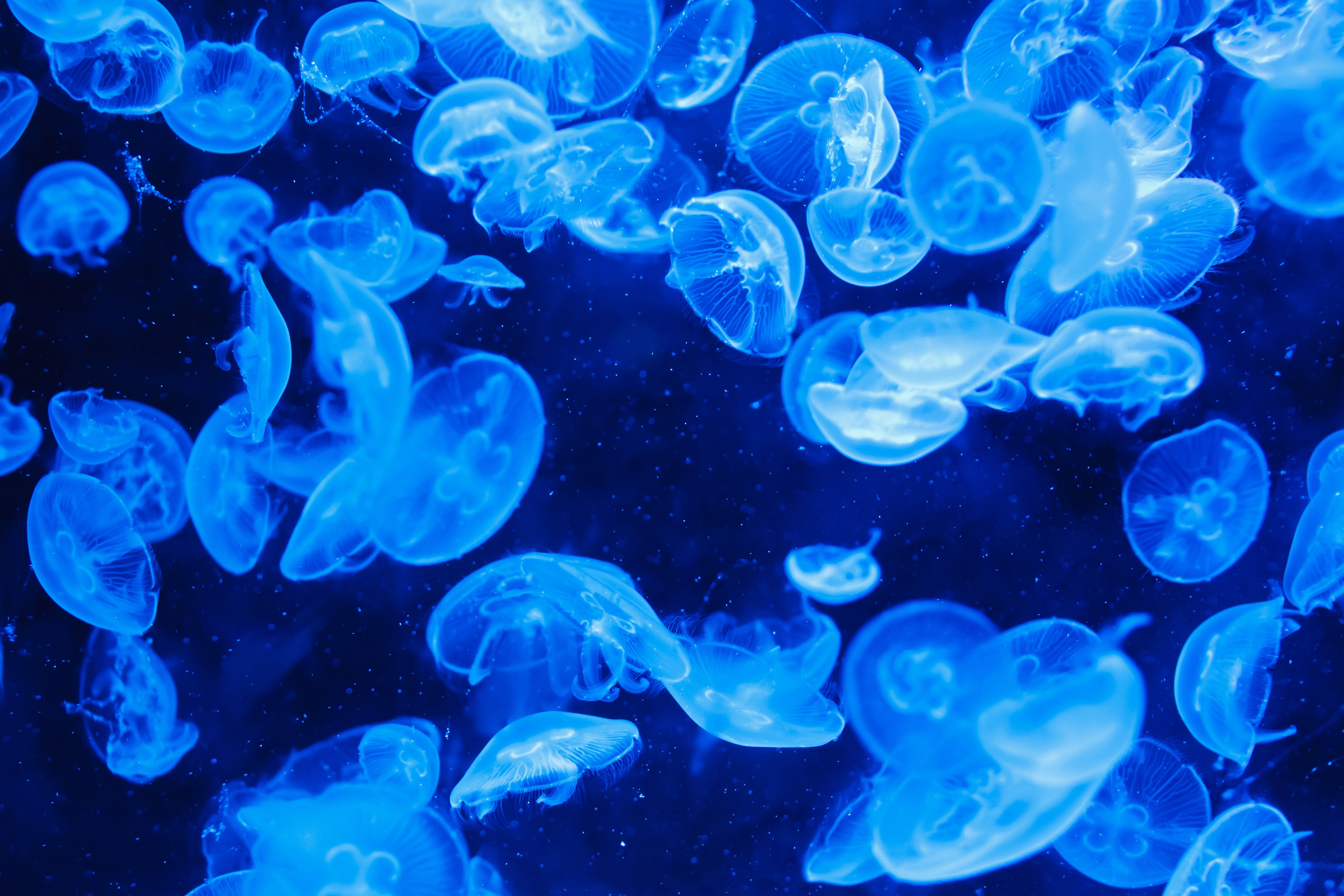 Bioluminescence Jellyfish Wallpaper Id
