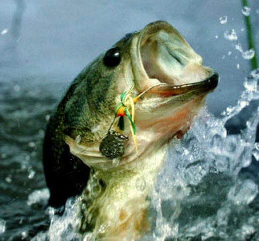 Bass Fishing Secrets