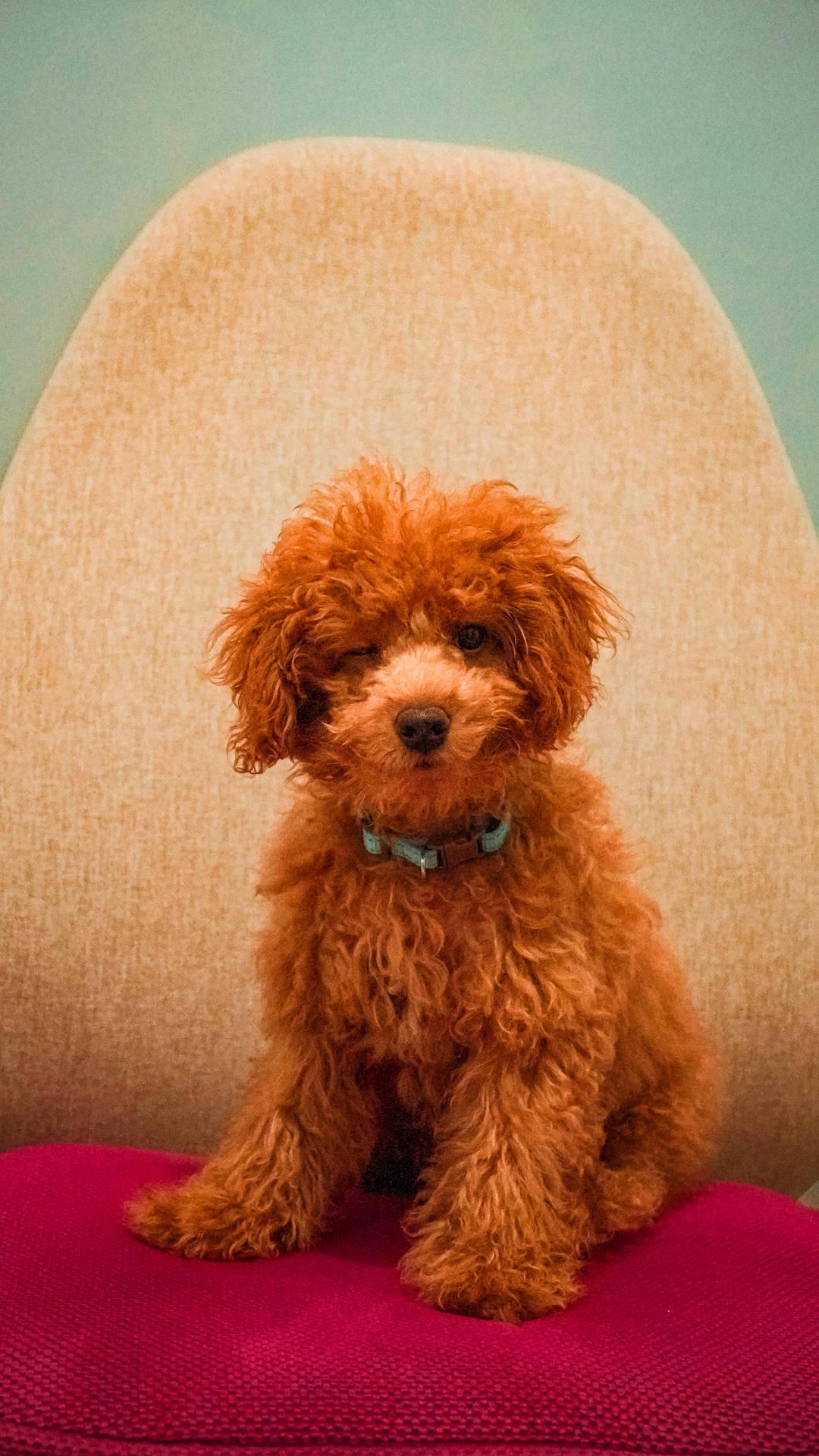 Adorable Toy Poodle Giving A Winky Face Wallpaper