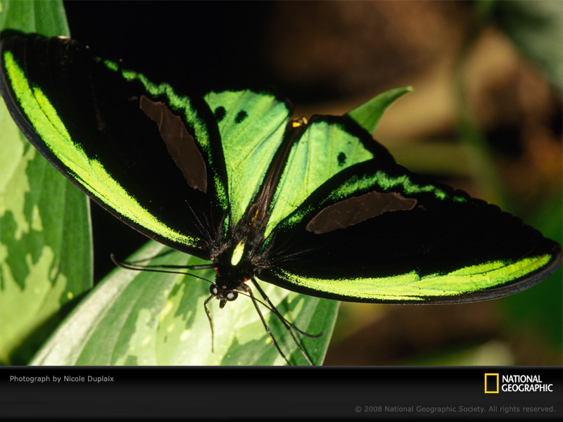 Butterfly Photo Birdwing Wallpaper Photos