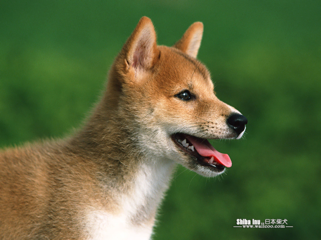 Shiba Inu Puppy Photos Dog Wallpaper No Desktop