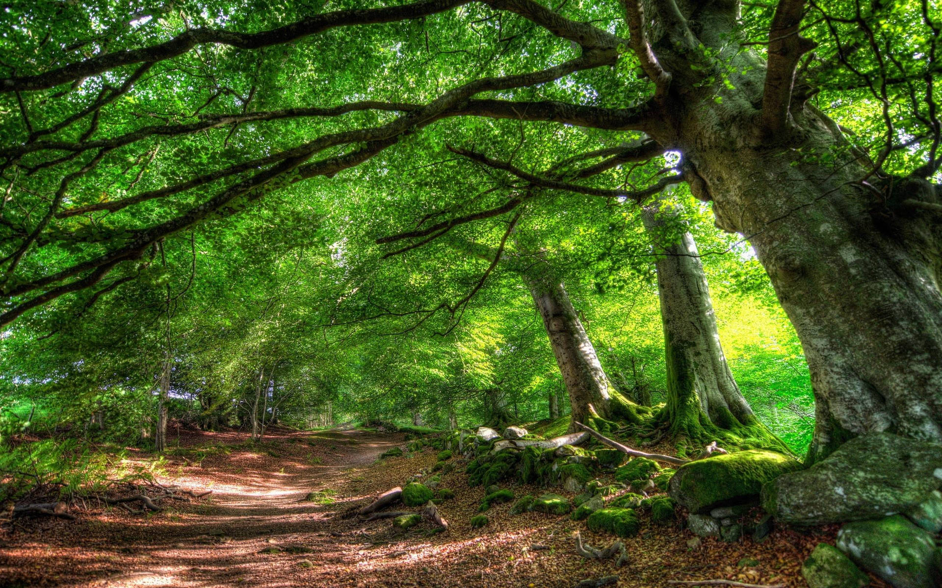 Green Tree Wallpaper