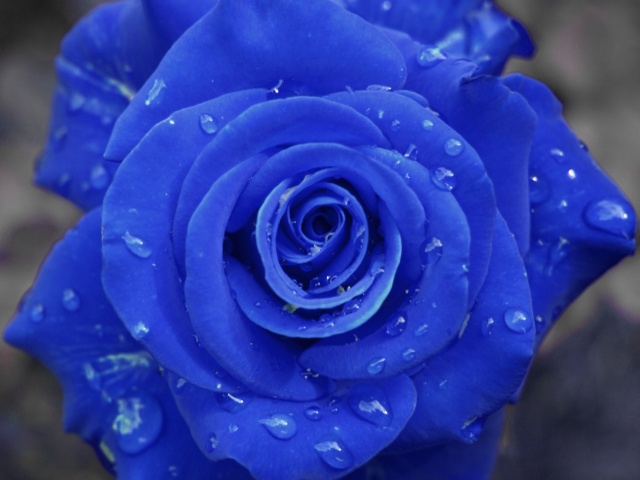 Blue Rose Screensaver Wallpaper