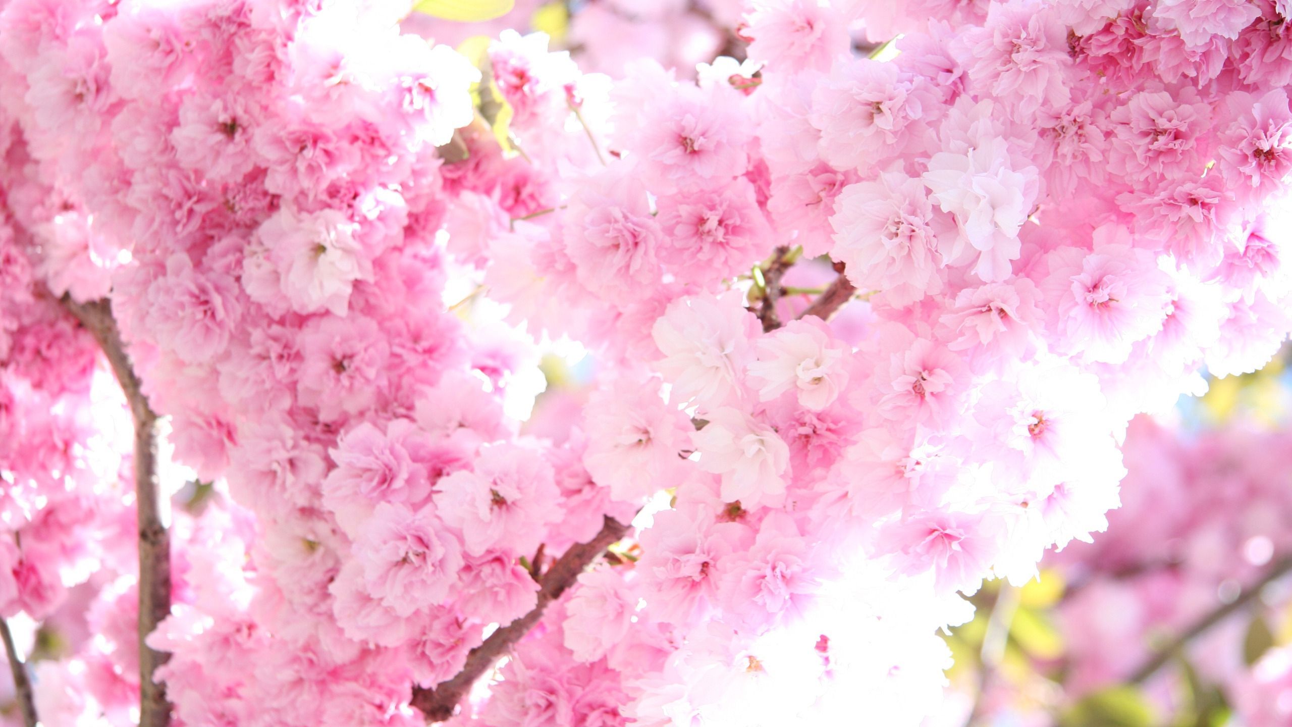 Pink Tree Blossoms Wallpaper