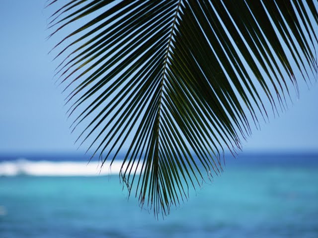  wallpapers  hawaii beach  palm leaf with blue ocean hawaii wallpaper 640x480