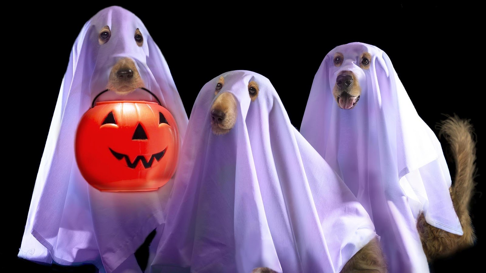 Funny Dogs In Halloween Wallpaper