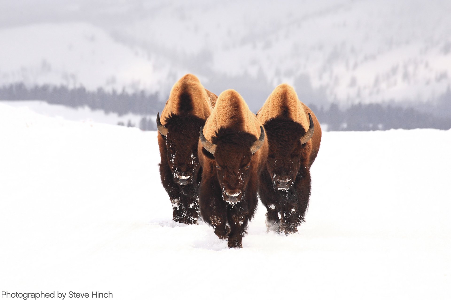 American Bison HD Wallpaper And Background