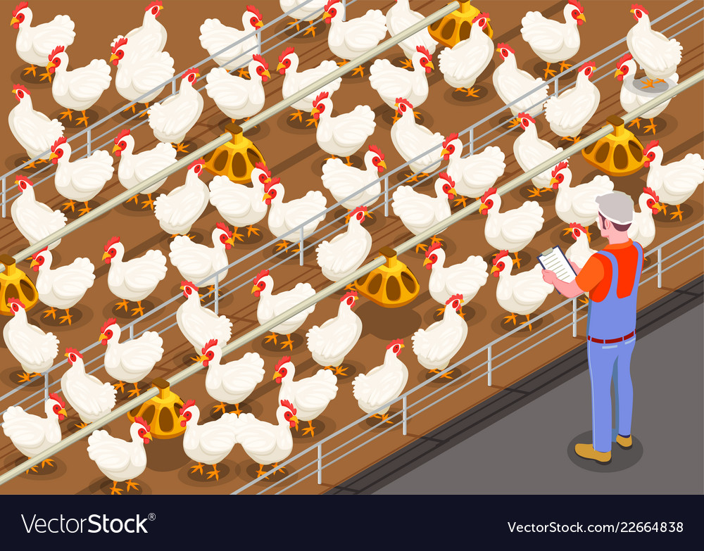 Poultry Isometric Background Royalty Vector Image
