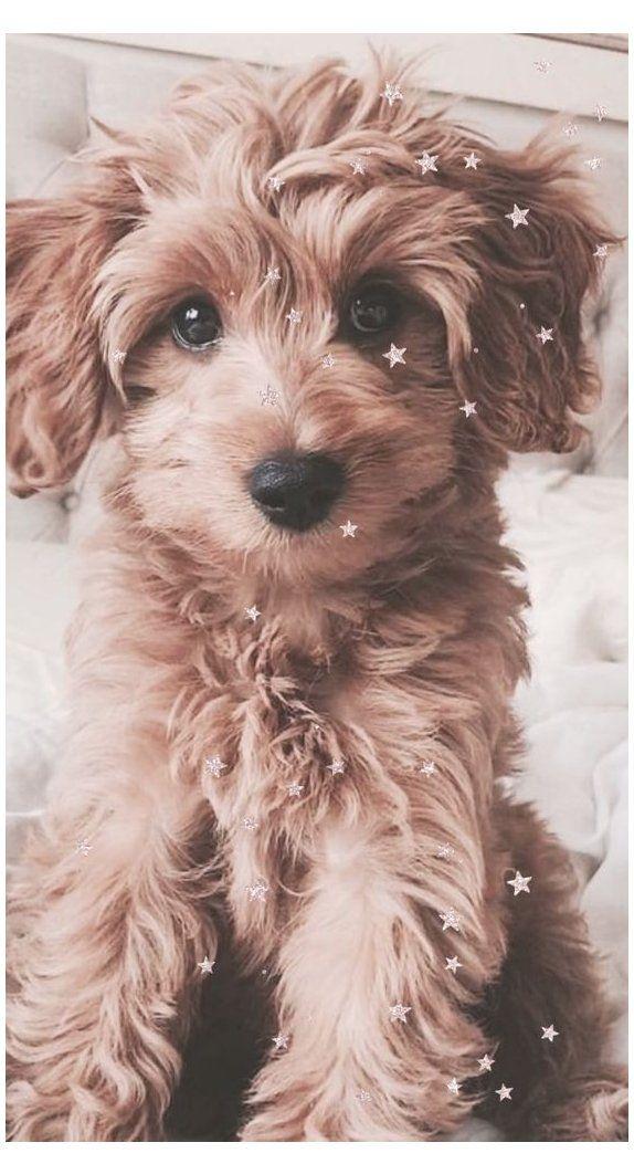 Cute iPhone Wallpaper With HD Quality Toy Poodle