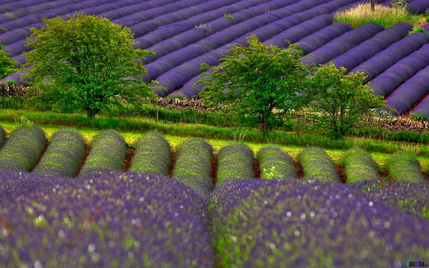 Wallpaper Lavender field 1680 x 1050 widescreen Desktop wallpapers