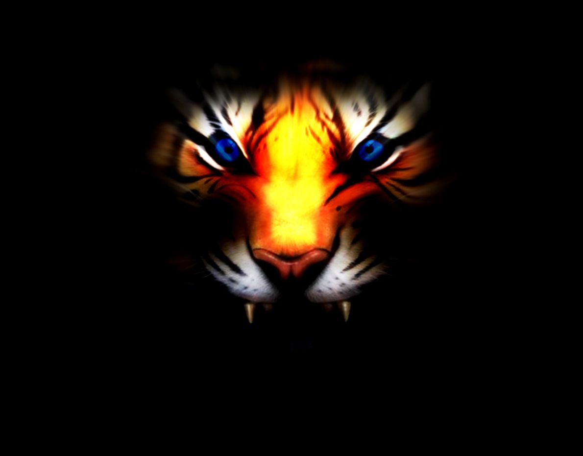 White Tiger With Blue Eyes Wallpaper 3d Ninja