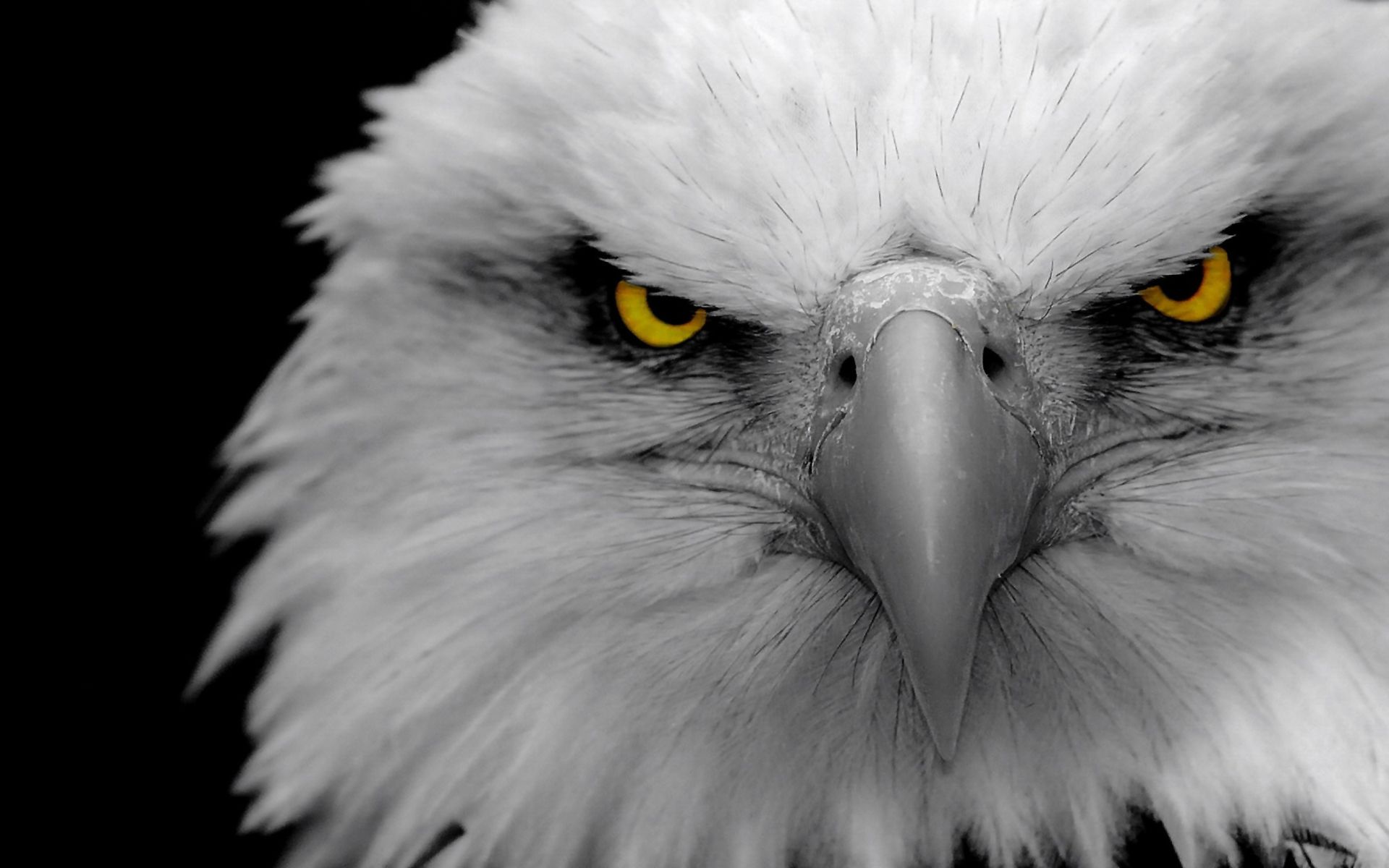 Galeri Golden Eagle 4k Wallpaper Jpg